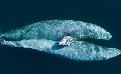 揭秘动物世界性行为：鲸在水中是怎么交配的？