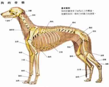 ​见所未见的狗狗生理解剖图