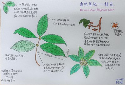 ​走进自然感受秋天，这群小学生做自然笔记感受季节变化