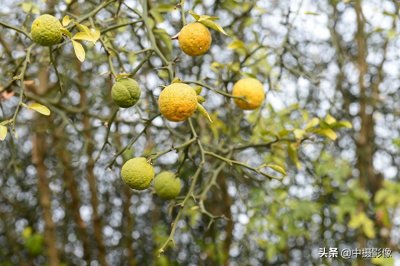 ​村民用荆棘作篱笆，果实秋秋，你知道它还有这个作用吗？