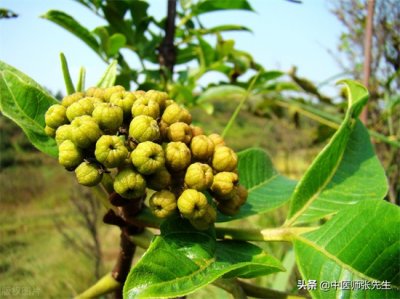 ​吴茱萸的功效与作用（温胃散寒  降逆止呕第一药）