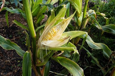 ​冻玉米煮多长时间就熟了（生的冻玉米煮多长时间就熟了）