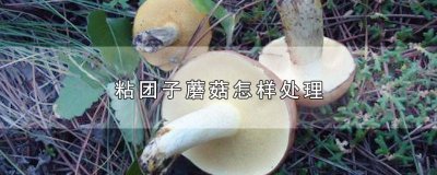 ​粘团子蘑菇怎样处理才能吃 粘团子蘑菇怎么收拾