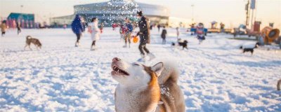 ​雪橇犬怎么样好养吗 雪橇犬好样么