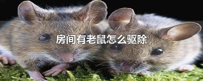 ​房间里有老鼠怎么赶走它们 房间里有老鼠怎么赶走它视频