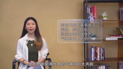 ​壁虎最害怕什么?「壁虎害怕什么?」