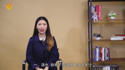 ​栀子花叶子发黄的几种原因图片「栀子花叶子发黄的几种原因是什么」