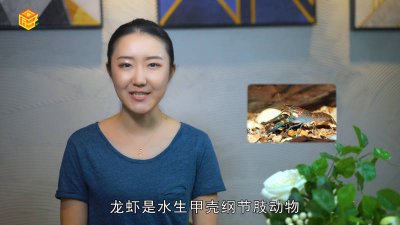 ​龙虾血的颜色是「龙虾的血是什么颜色的图片」