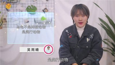 ​乌龟是两栖动物吗? 海龟是两栖动物吗