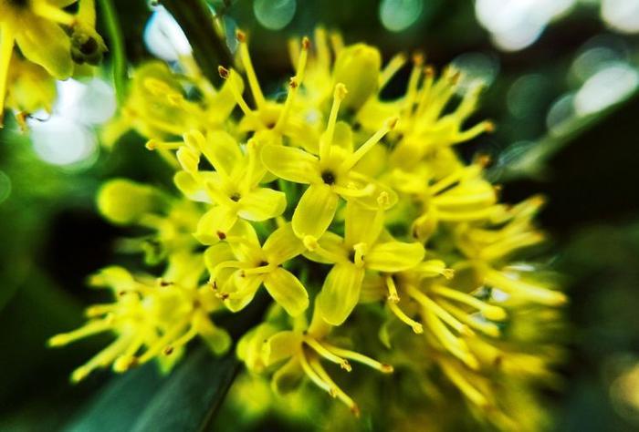 此花四季常青，入秋后红果满枝，在花市很受欢迎，是万寿无疆象征