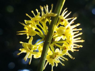 ​此花四季常青，入秋后红果满枝，在花市很受欢迎，是万寿无疆象征