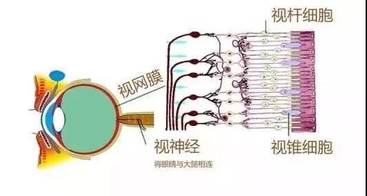 灰绿还是粉白？网友为这只鞋子的颜色又吵起来了