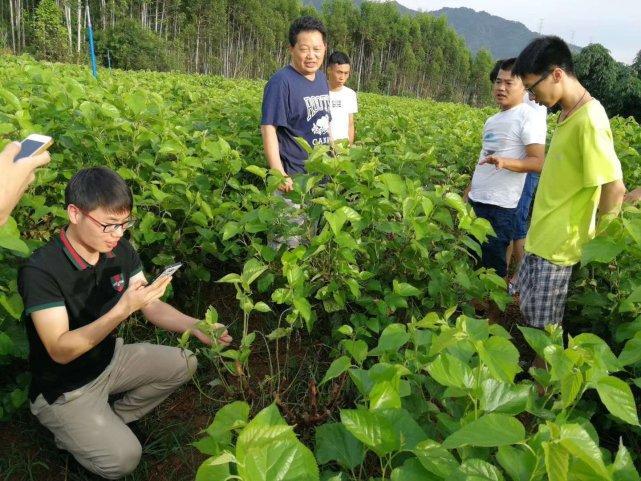 “蚕学大师”刘吉平，与人为峰一同打造昆虫蛋白新领域