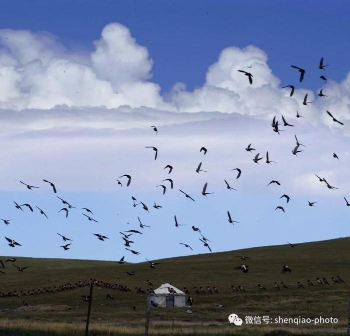 “灭蝗功臣”粉红椋鸟，新疆草原上一道靓丽的风景