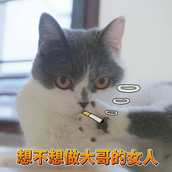 一组可爱猫咪蜜桃的表情包分享