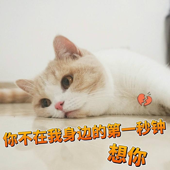 一组可爱猫咪蜜桃的表情包分享