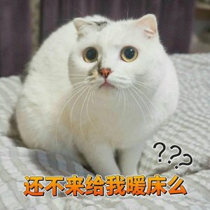 ​一组可爱猫咪蜜桃的表情包分享