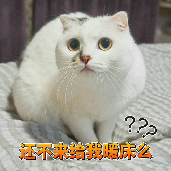 一组可爱猫咪蜜桃的表情包分享