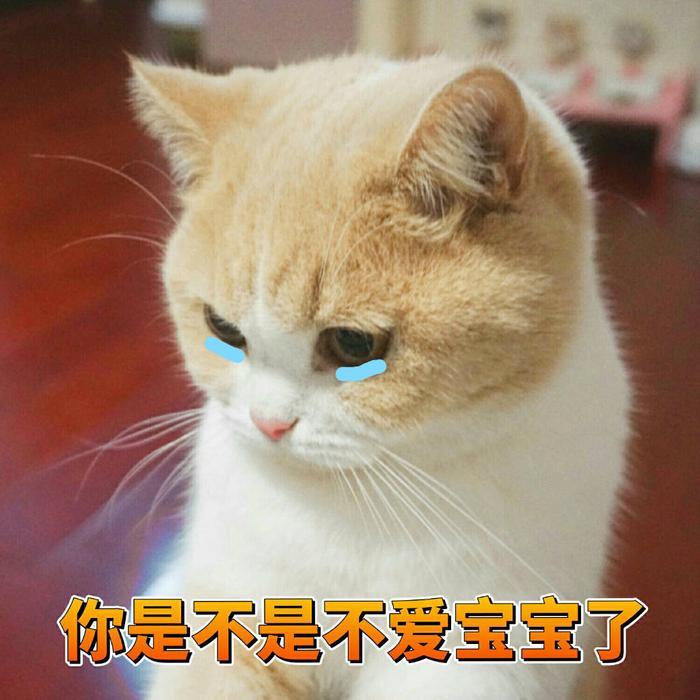 一组可爱猫咪蜜桃的表情包分享