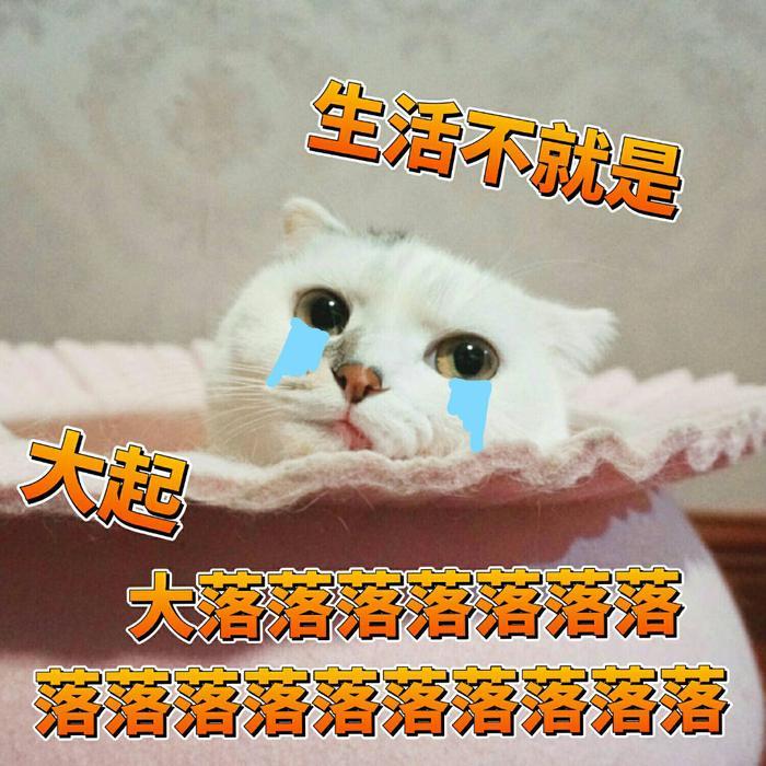 一组可爱猫咪蜜桃的表情包分享