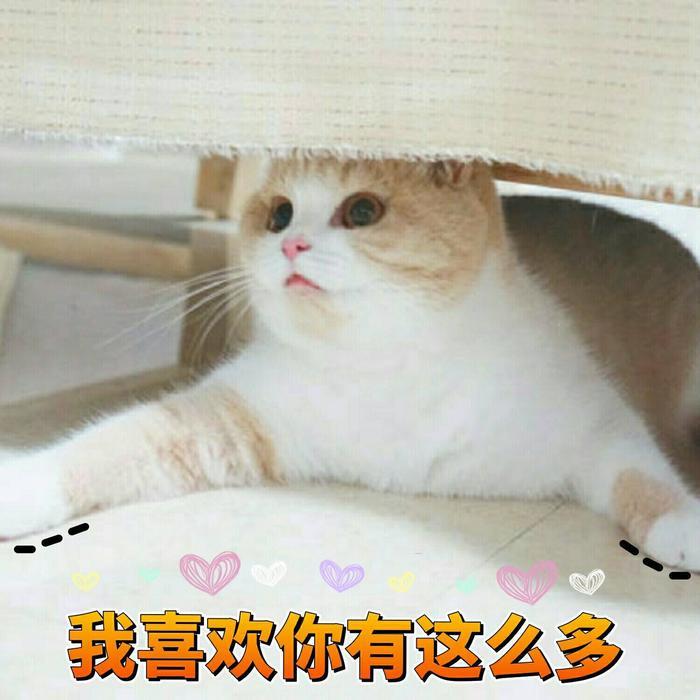 一组可爱猫咪蜜桃的表情包分享