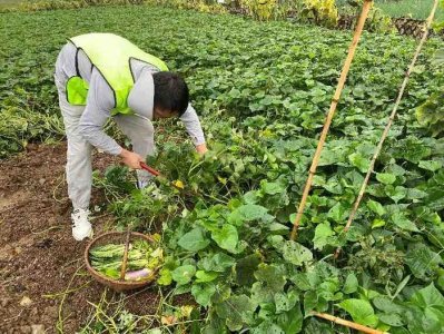 ​“绿色生态 有机助农”西安利之星奔驰助农在行动