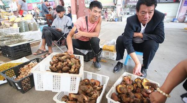 天价鸡枞变赔钱货！一斤狂跌一百多，到底是谁惹的祸？