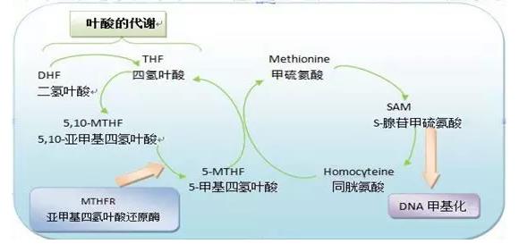 叶酸的作用及功能:叶酸有什么功效？