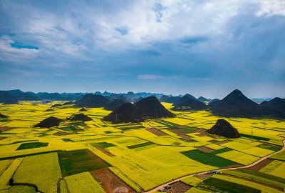 ​罗平油菜花最佳观赏时间以及农家乐推荐