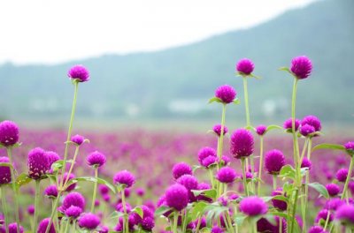 ​中国醉美赏花节你知道几个？