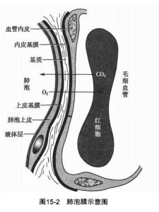 ​《人体解剖学》血气屏障