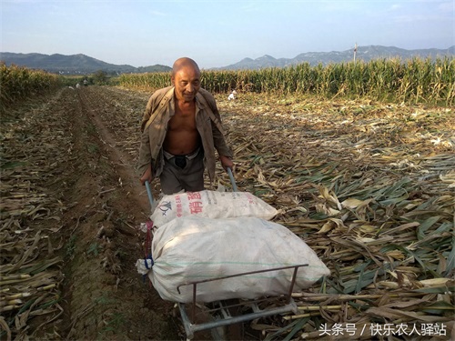 10张掰玉米图，农二代偷看完眼圈红了