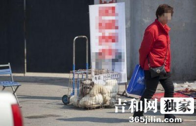 ​长春街头有人兜售狐狸700元一只 询问有无饲养证明转身就走