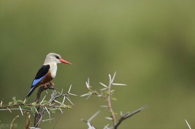 ​生物多样性的价值