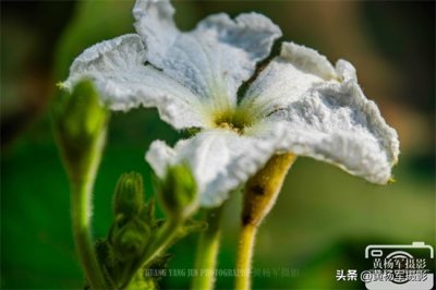 ​葫芦花娇艳绽放的美丽，阳光下洁白的花朵格外迷人，花开很别致