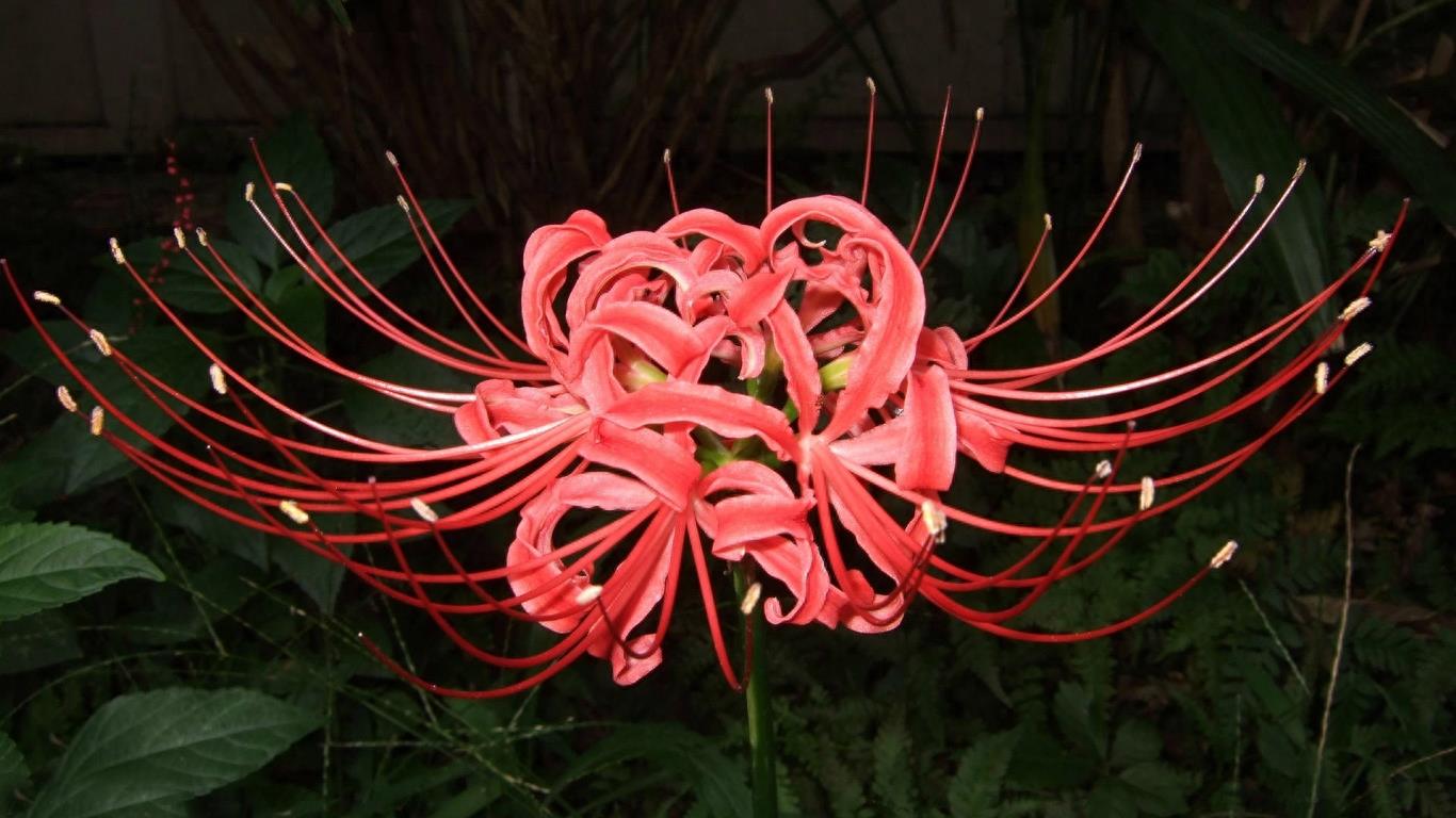 15张彼岸花的图片，大红色的妖娆，红似火艳似霞，你喜欢吗？