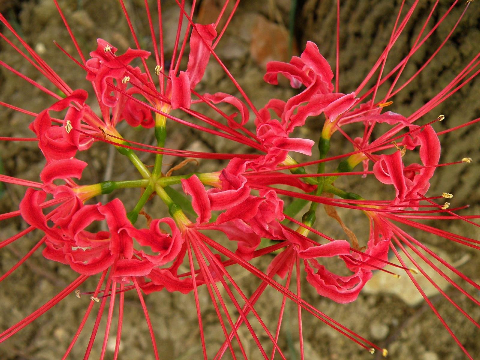 15张彼岸花的图片，大红色的妖娆，红似火艳似霞，你喜欢吗？