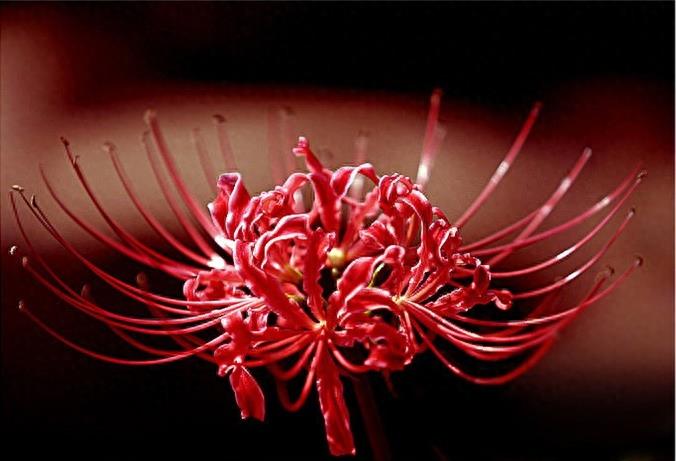 15张彼岸花的图片，大红色的妖娆，红似火艳似霞，你喜欢吗？