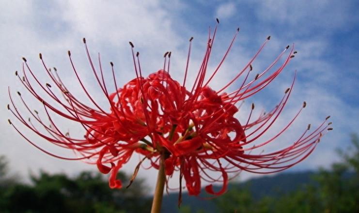 15张彼岸花的图片，大红色的妖娆，红似火艳似霞，你喜欢吗？