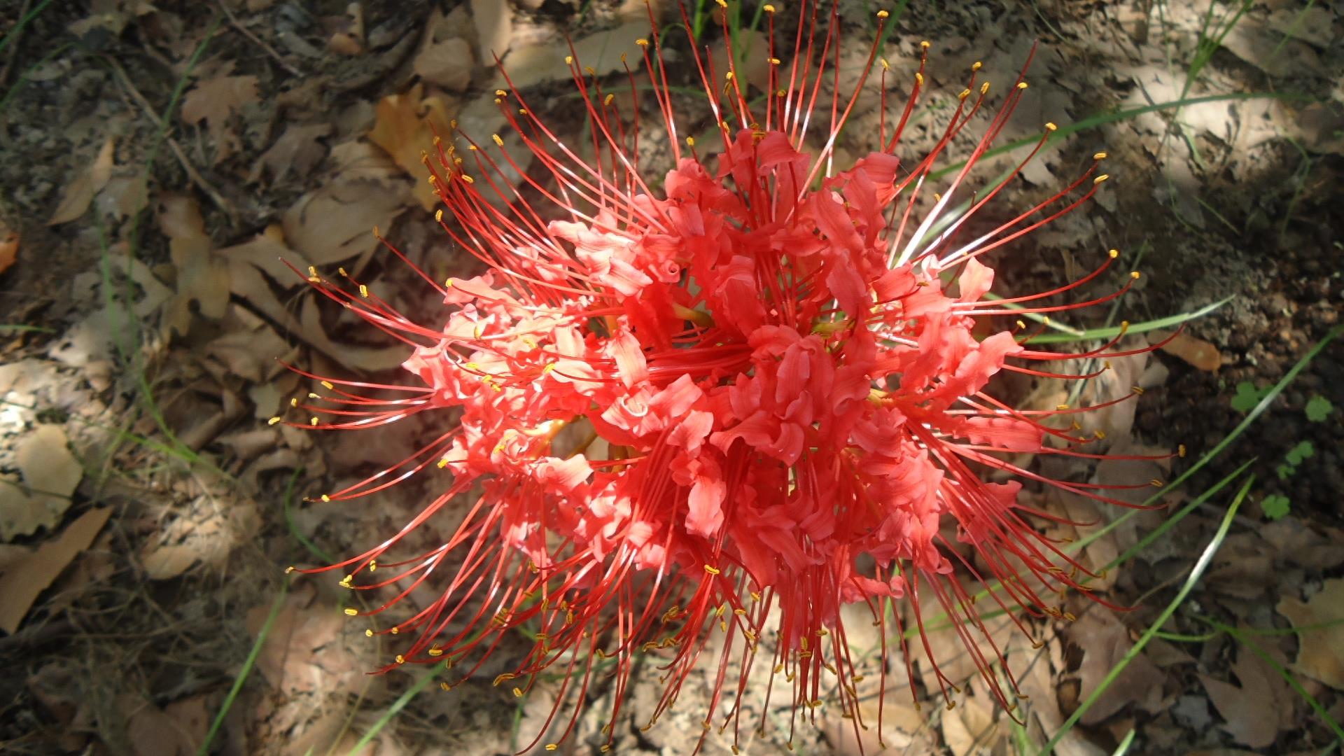 15张彼岸花的图片，大红色的妖娆，红似火艳似霞，你喜欢吗？