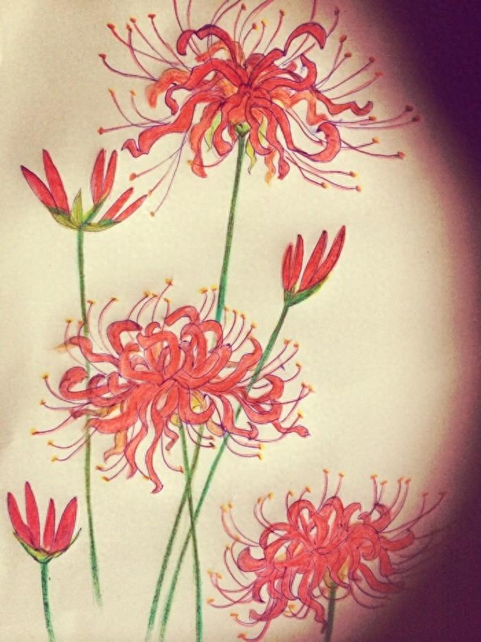 15张彼岸花的图片，大红色的妖娆，红似火艳似霞，你喜欢吗？