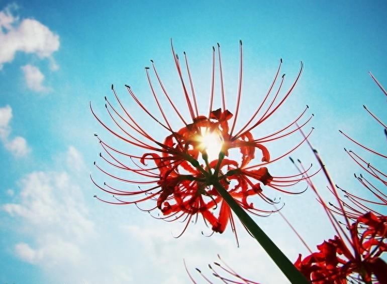 15张彼岸花的图片，大红色的妖娆，红似火艳似霞，你喜欢吗？