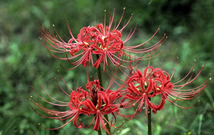 15张彼岸花的图片，大红色的妖娆，红似火艳似霞，你喜欢吗？