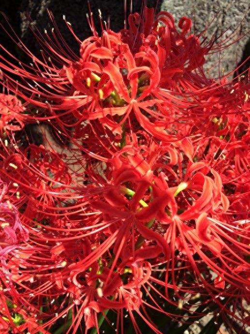 15张彼岸花的图片，大红色的妖娆，红似火艳似霞，你喜欢吗？