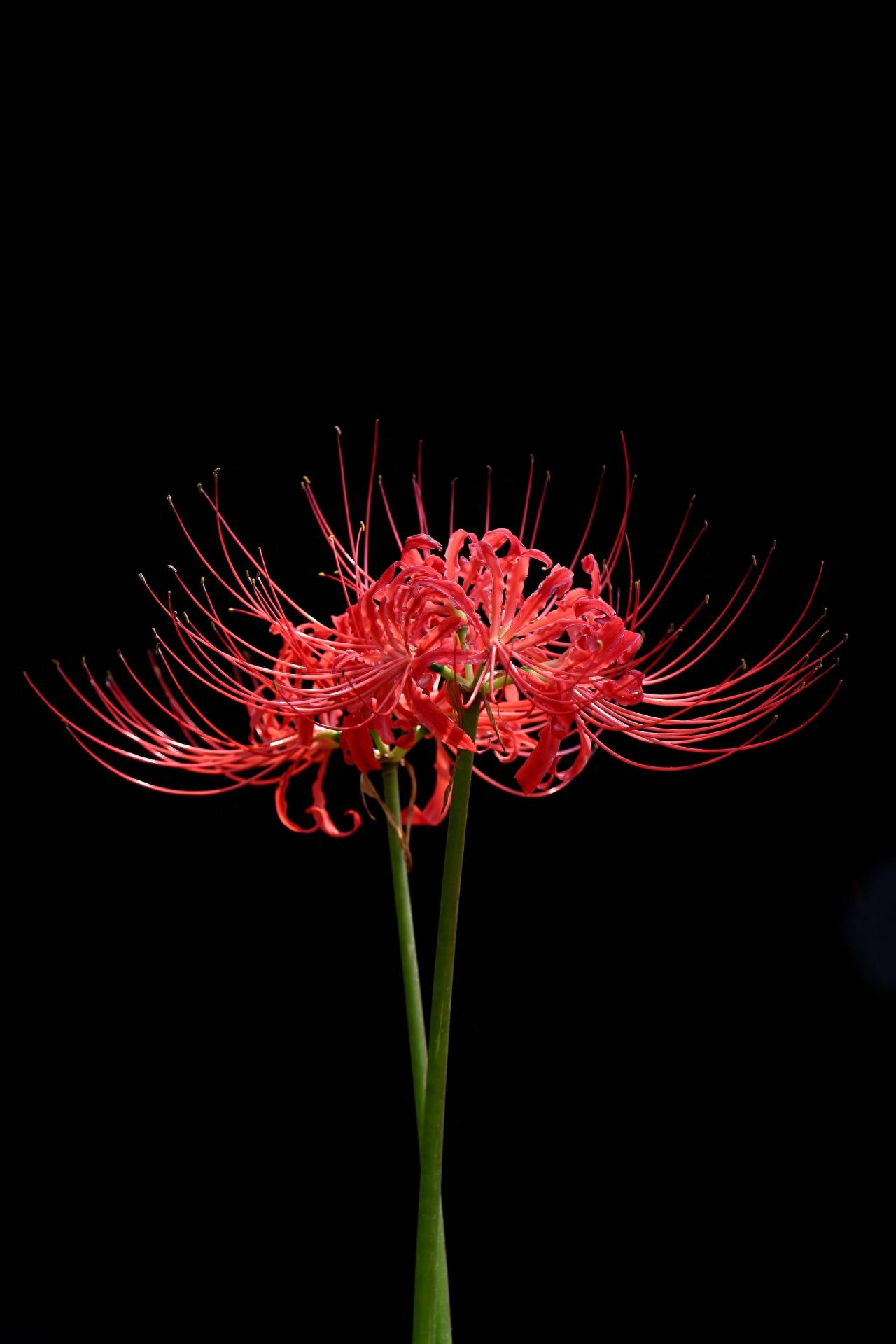 15张彼岸花的图片，大红色的妖娆，红似火艳似霞，你喜欢吗？