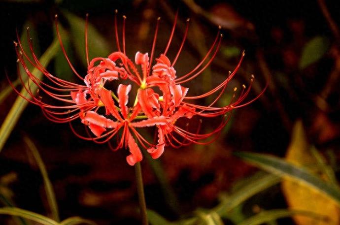 15张彼岸花的图片，大红色的妖娆，红似火艳似霞，你喜欢吗？