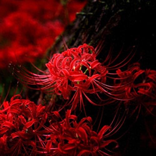 15张彼岸花的图片，大红色的妖娆，红似火艳似霞，你喜欢吗？