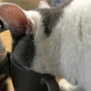 ​教你如何制作一道味道鲜美卖相俱佳的红烧猫肉