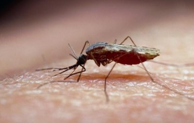 ​卧室有蚊子找不到怎么办，卧室找蚊子最简单办法！让你安心睡好觉