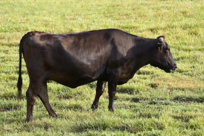 ​日本和牛简单介绍